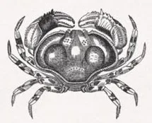 Fresh crab from Hasan's Seafood